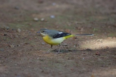 Motacilla cinerea cinerea