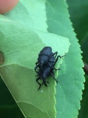 Nespilobaris nipponica