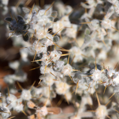 Sclerolaena cornishiana