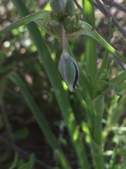 Tradescantia occidentalis