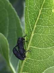 Nespilobaris nipponica