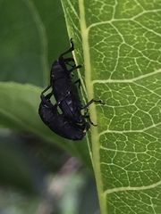 Nespilobaris nipponica