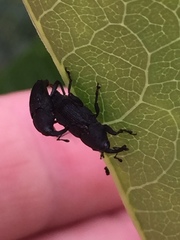 Nespilobaris nipponica