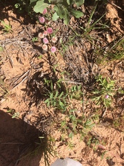 Mimosa rupertiana