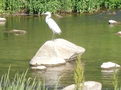 Ardea intermedia