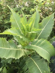 Dipsacus