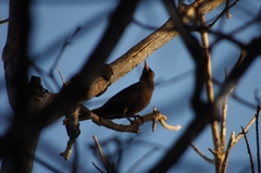 Turdus merula cabrerae