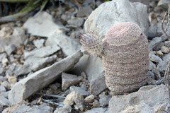 Echinocereus primolanatus