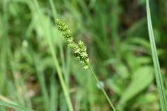 Carex sparganioides