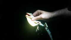 Anolis barahonae