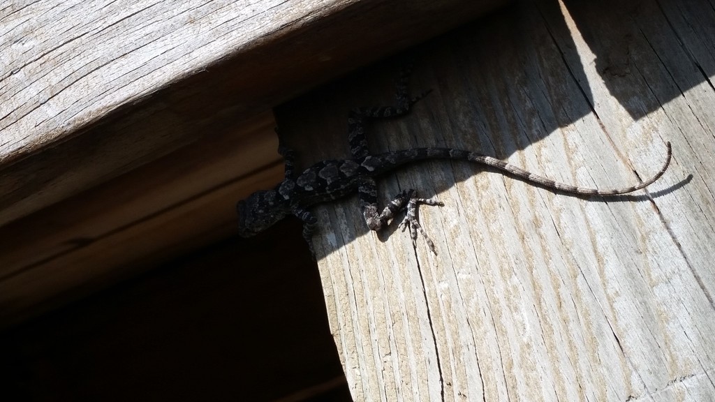 Strahm's Anole