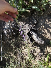 Sairocarpus vexillocalyculatus