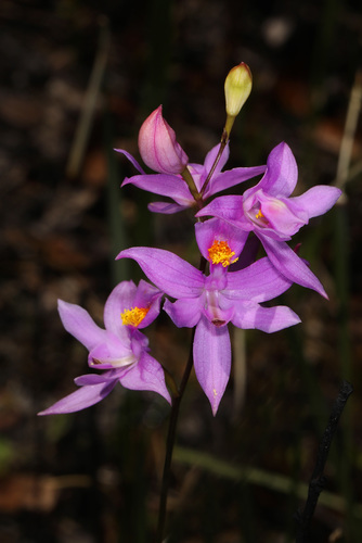 Calopogon multiflorus - Wikipedia