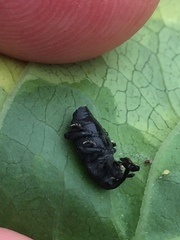 Nespilobaris nipponica