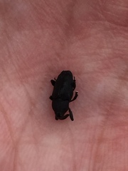 Nespilobaris nipponica