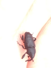 Nespilobaris nipponica