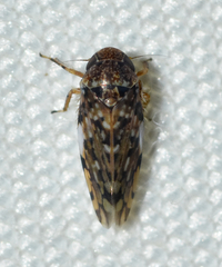 Xestocephalus tessellatus