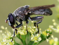 Myolepta aurinota