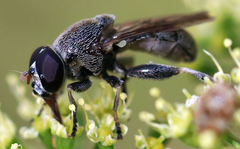 Myolepta aurinota