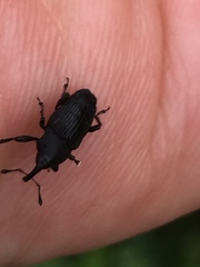 Nespilobaris nipponica