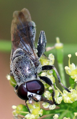 Myolepta aurinota