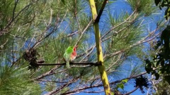 Todus angustirostris