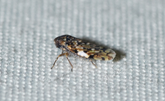 Xestocephalus tessellatus