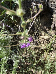 Sairocarpus vexillocalyculatus
