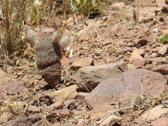 Echinocereus scopulorum pseudopectinatus