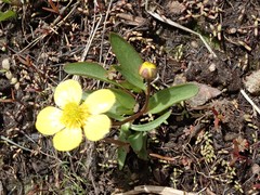 Ranunculus glaberrimus ellipticus