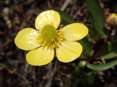 Ranunculus glaberrimus ellipticus