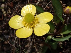 Ranunculus glaberrimus ellipticus