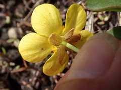 Ranunculus glaberrimus ellipticus