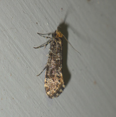 Triaxomera parasitella