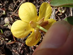Ranunculus glaberrimus ellipticus