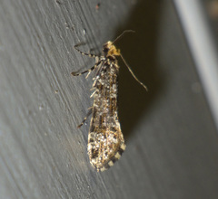 Triaxomera parasitella