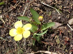 Ranunculus glaberrimus ellipticus