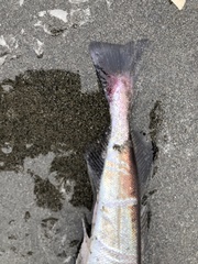 Merluccius productus