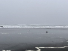 Merluccius productus