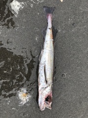 Merluccius productus