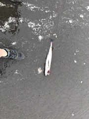 Merluccius productus