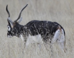 Antilope cervicapra