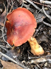 Cortinarius austrocinnabarinus