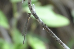 Lestes vigilax
