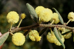 Acacia aspera