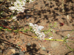 Euphilotes bernardino
