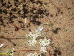 Euphilotes bernardino