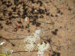 Euphilotes bernardino