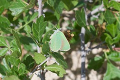 Callophrys affinis homoperplexa