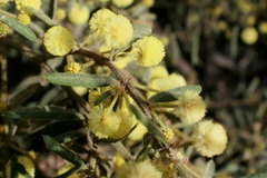 Acacia aspera